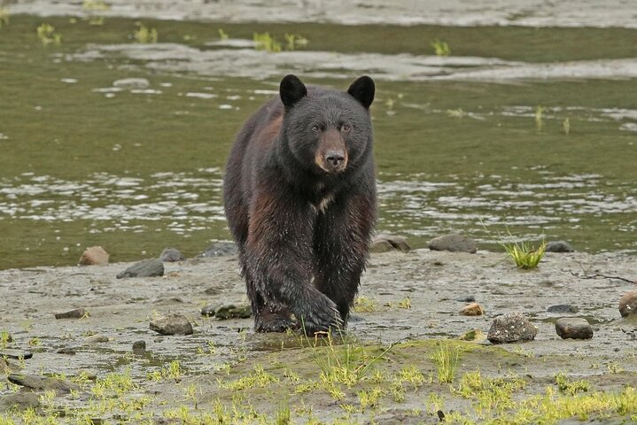 Ketchikan, Alaska Native Cultural and Wildlife Adventure - Photo 1 of 13